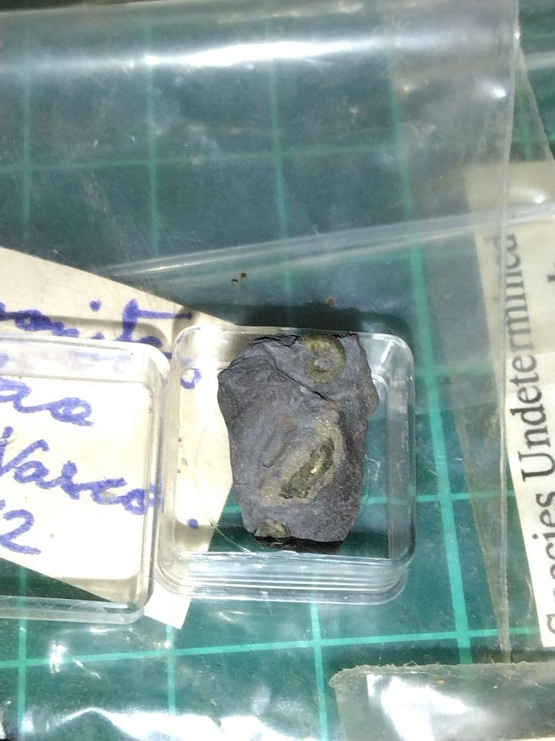 世界の化石　まとめ売り　化石　アンモナイト　巻き貝　ウミユリ　サメの歯化石