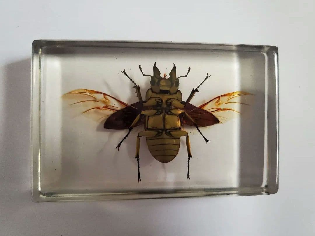 オウゴンオニクワガタ　樹脂標本　ウェイト