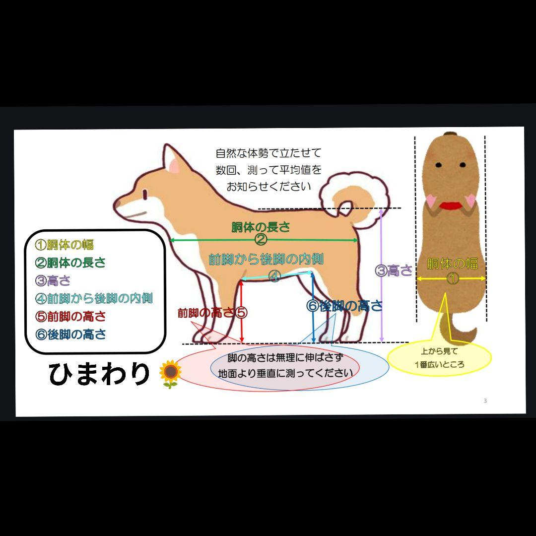 柴犬4輪　リハビリ　食事補助　犬用車椅子　シニア犬介護用　犬の歩行器