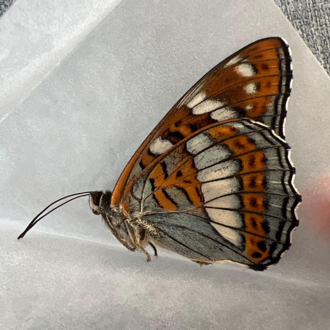 オオイチモンジ　モンゴル産10頭セット