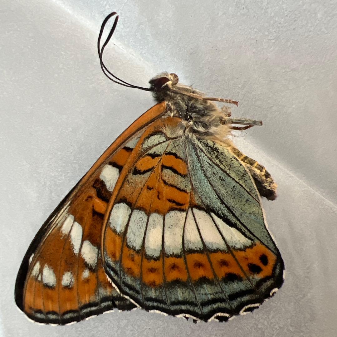 オオイチモンジ　モンゴル産10頭セット