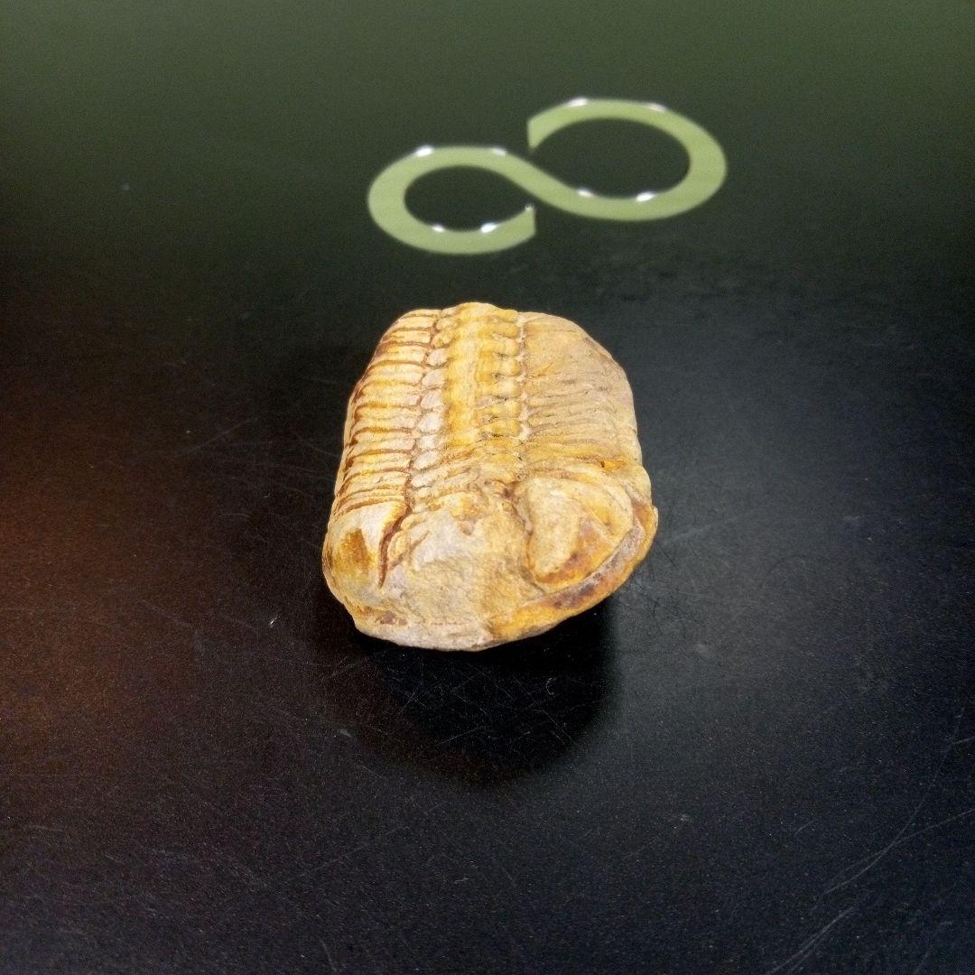 三葉虫　化石　fossil　ボリビア産　トライロバイト　三葉虫個体④