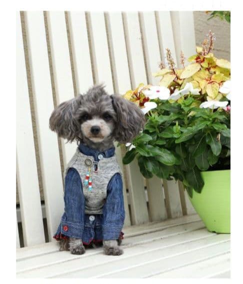 アトリエgg　BEACH STANDARD SWEAT VEST 犬服