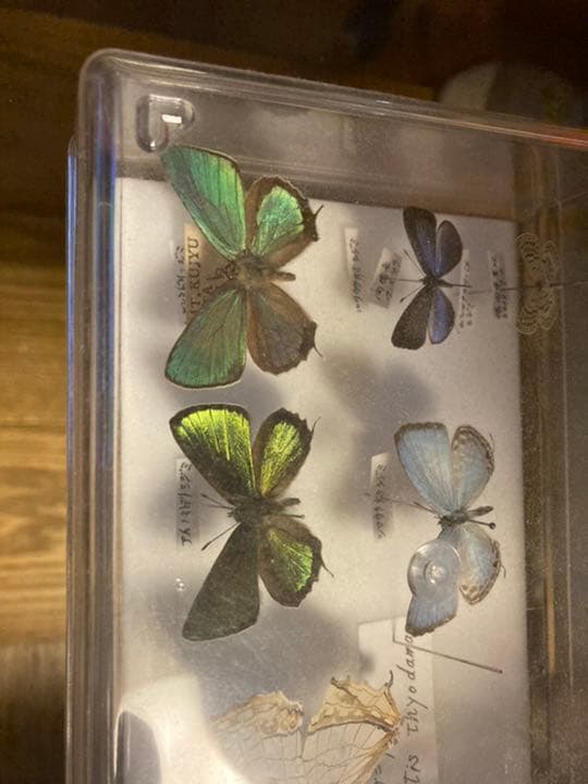 蝶の標本　レア