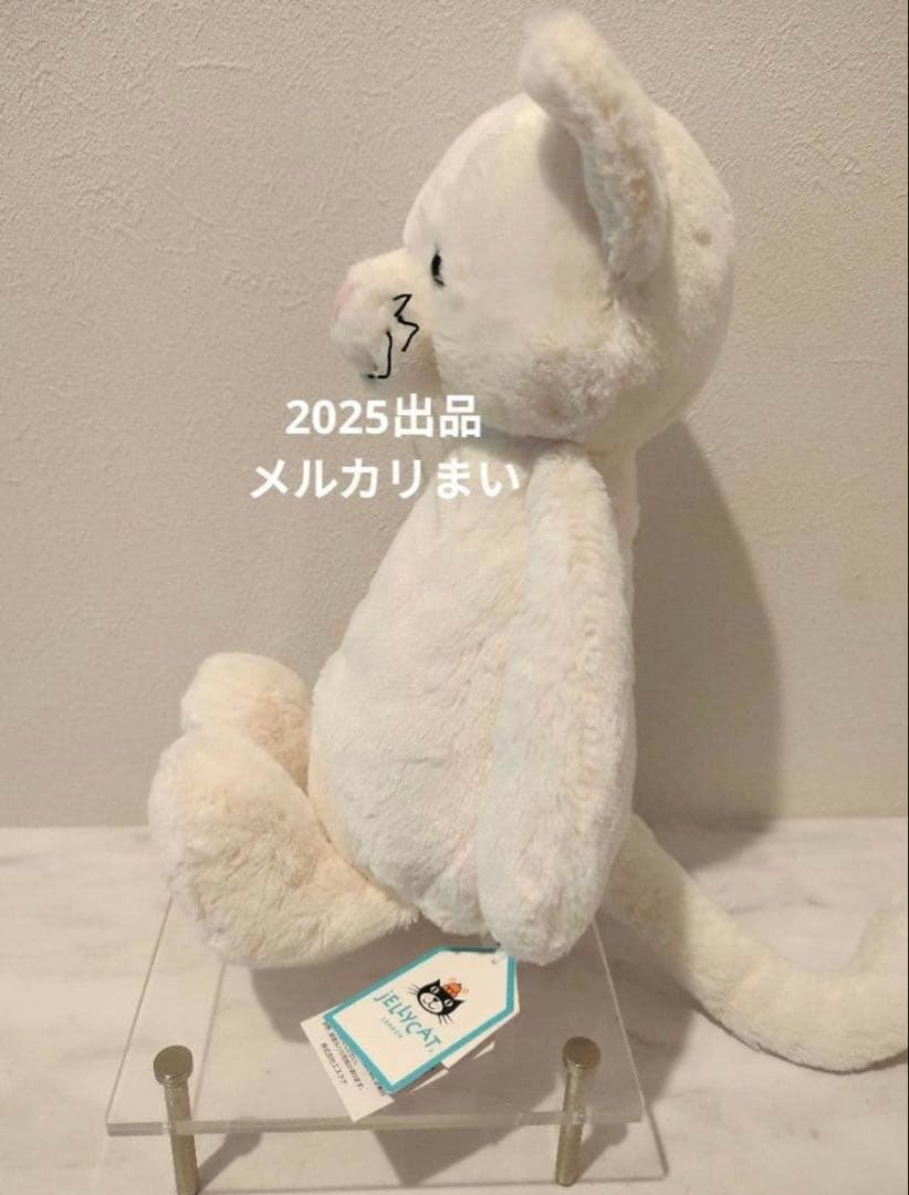  Medium Bashful Cream Kitten 白猫