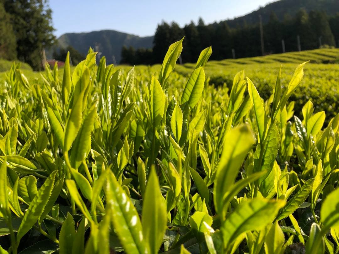 龍さん　100g×10袋　健康長寿の川根茶　農家直売