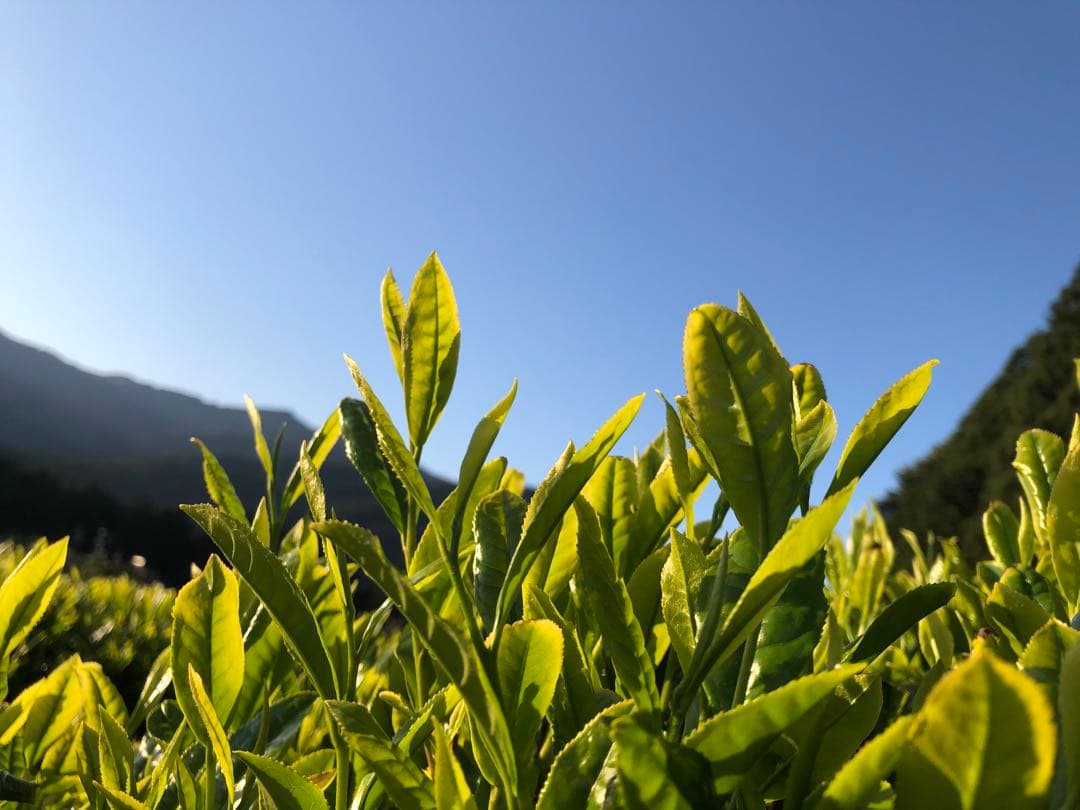 龍さん　100g×10袋　健康長寿の川根茶　農家直売
