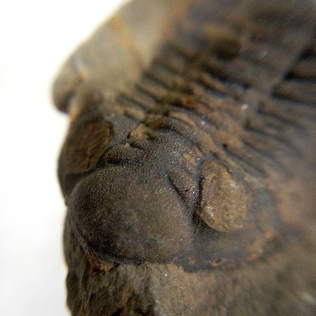 三葉虫　化石　三葉虫化石　究極のレトロ　fossil　ボリビア産　化石管理番号⑨