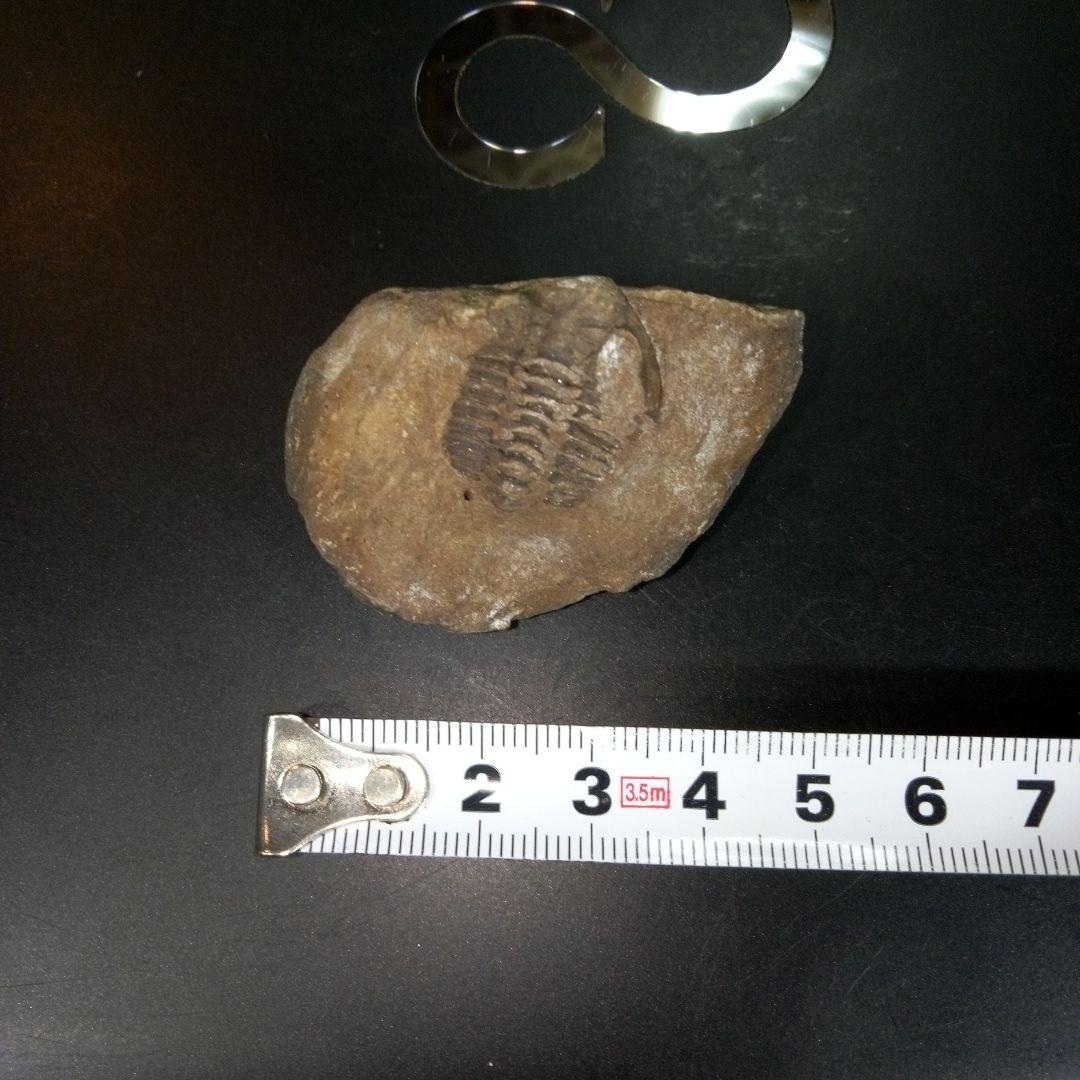 三葉虫　化石　fossil　ボリビア　trilobite　三葉虫綱　三葉虫管理①