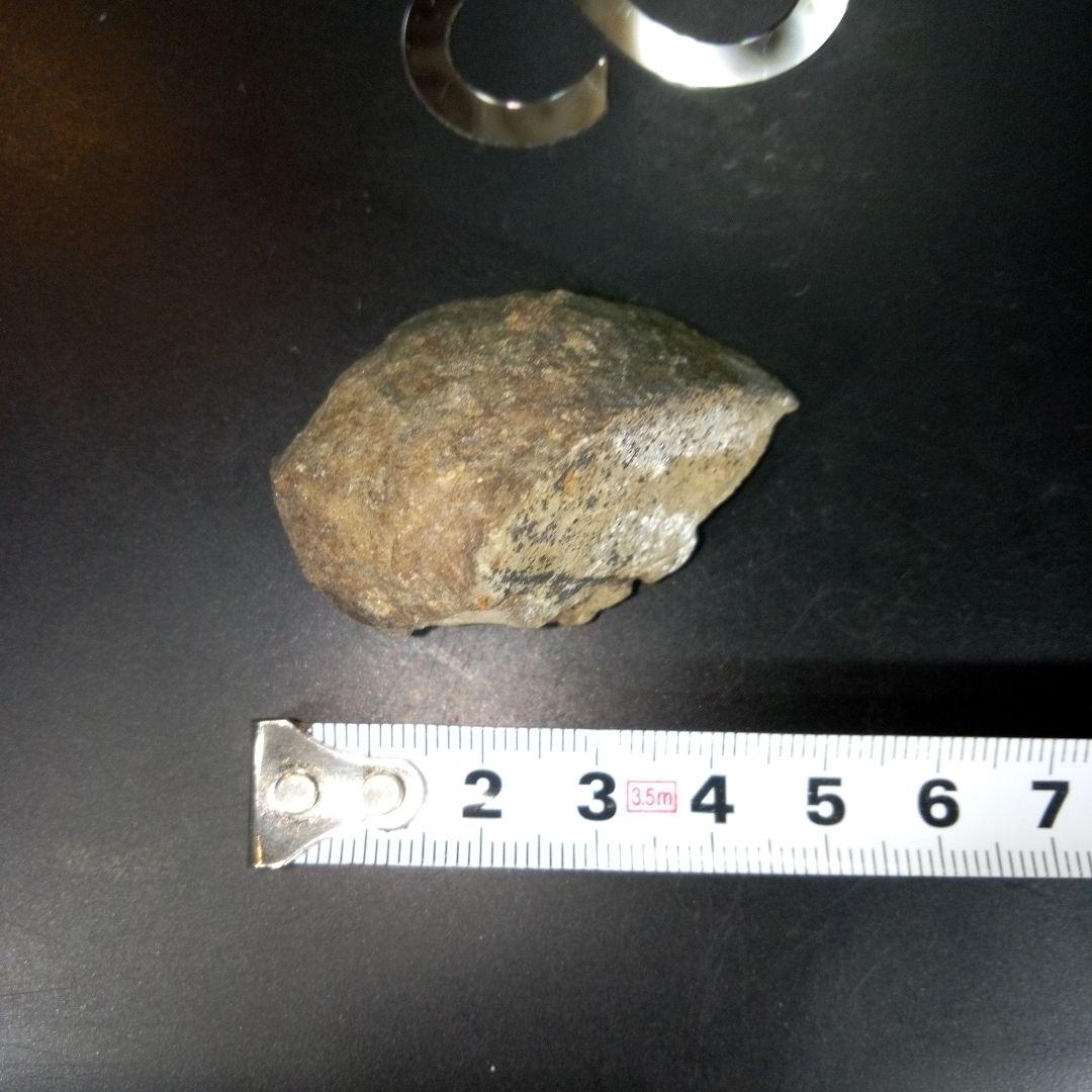 三葉虫　化石　fossil　ボリビア　trilobite　三葉虫綱　三葉虫管理①