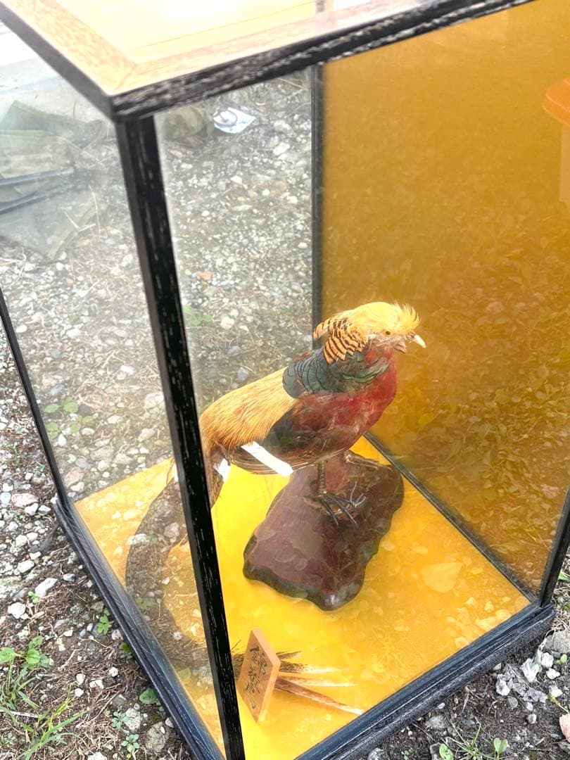 美品　錦鶏鳥　剥製　インテリア　置物　豪華