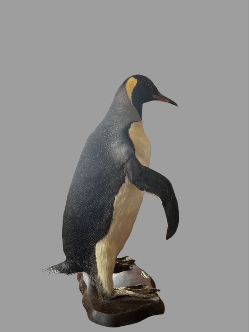 キングペンギン 剥製 木製台座付き 約70cm