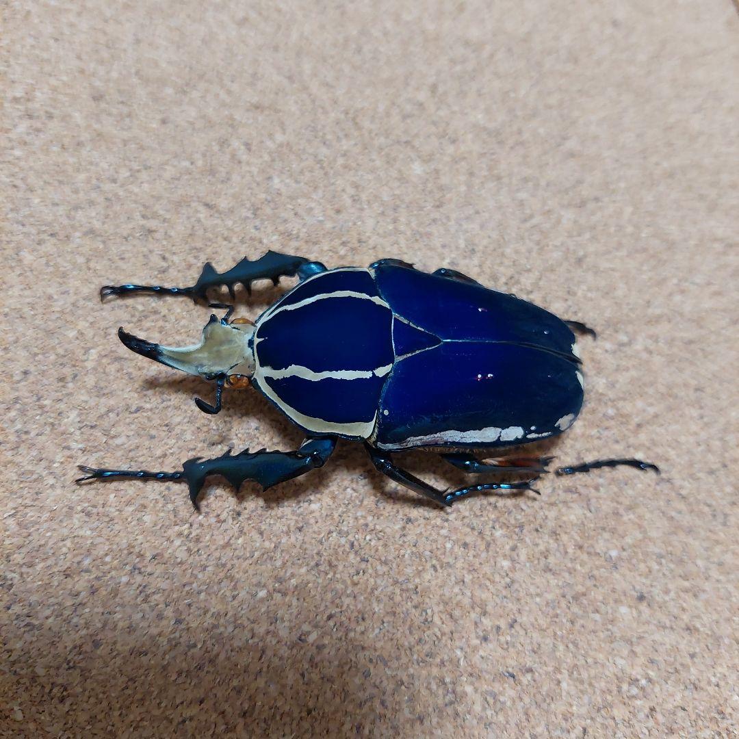コエポン　ウガンデンシスオオツノカナブン　標本　+フクエアオカナブン　標本