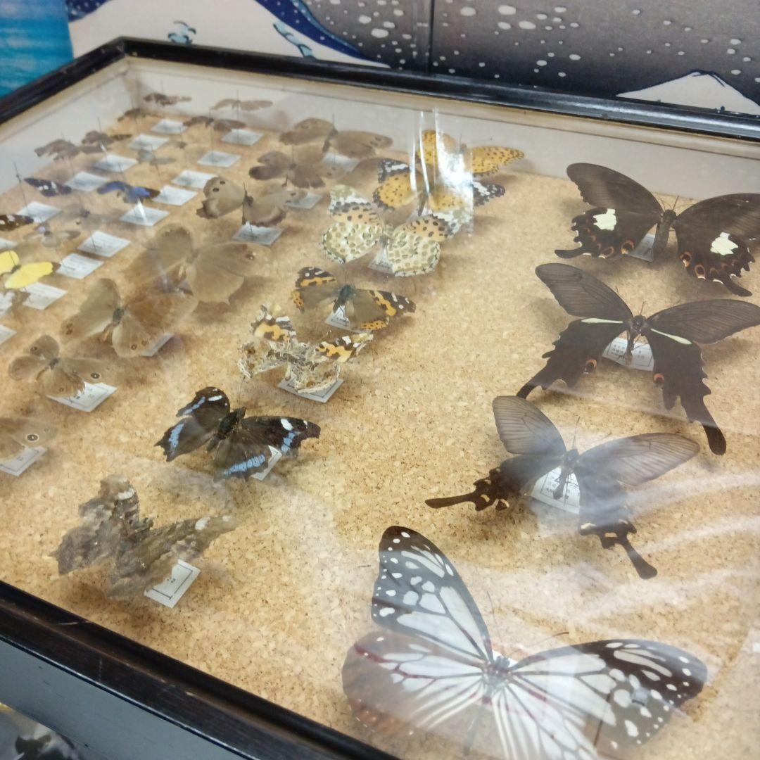 昭和６３年当時物徳島県採取蝶々ガラス木製枠横幅５０X縦４２X厚さ６センチ標本品