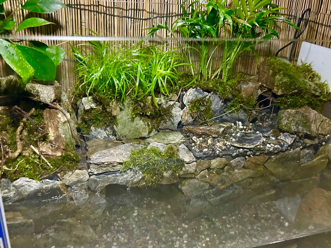 コトブキオールガラス水槽　60センチレイアウト