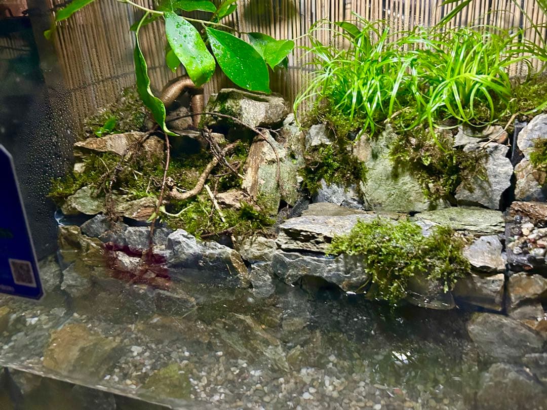 コトブキオールガラス水槽　60センチレイアウト