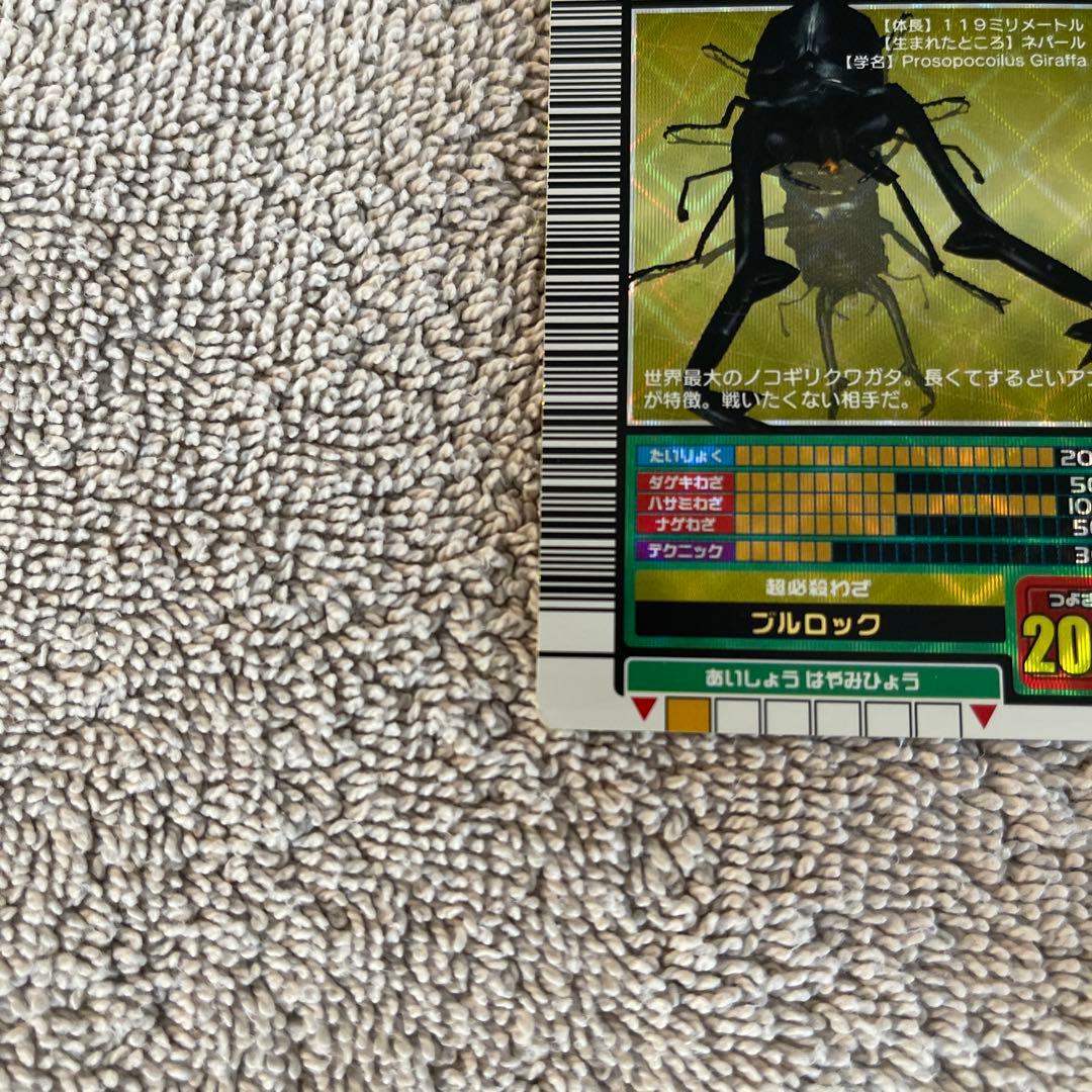 キラファノコギリクワガタ
