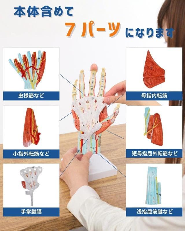 【未開封新品】手解剖模型 7パーツ分解モデル 等身大