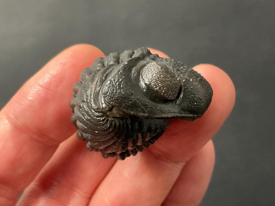 三葉虫 化石 [PH68] ペディノパリオプス 防御態勢 防御姿勢 エンロール
