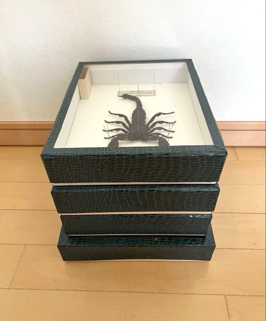 昆虫標本コレクション まとめ売り4点セット