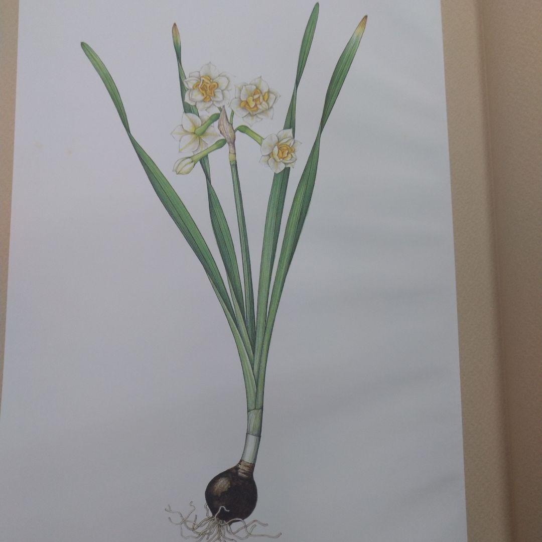 (値下げしました)佐藤達夫 植物画集
