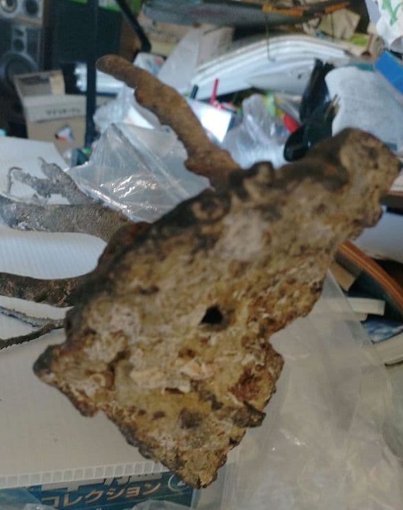 海松？　黒松？　深海松？　黒珊瑚？　虹色珊瑚？ 原木