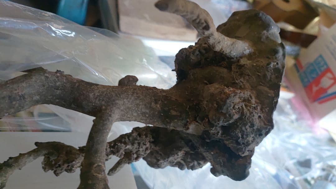 海松？　黒松？　深海松？　黒珊瑚？　虹色珊瑚？ 原木