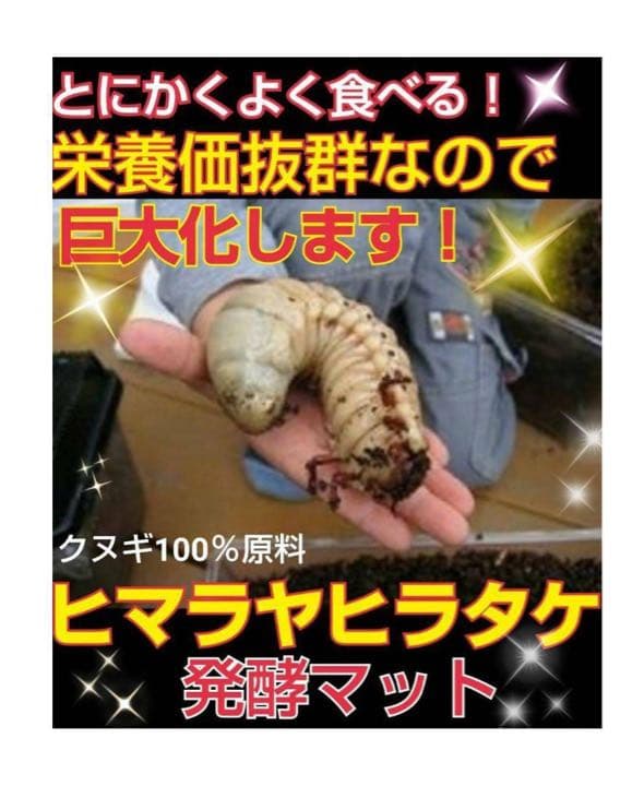 カブトムシ幼虫が大きくなる！発酵マット【60L】室内製造で雑虫混入100％なし！