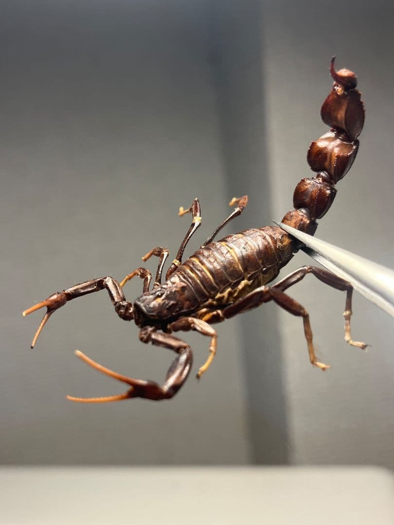 【蠍標本】ブラックファットテールスコーピオン全長5cm程タランチュラムカデセンチ