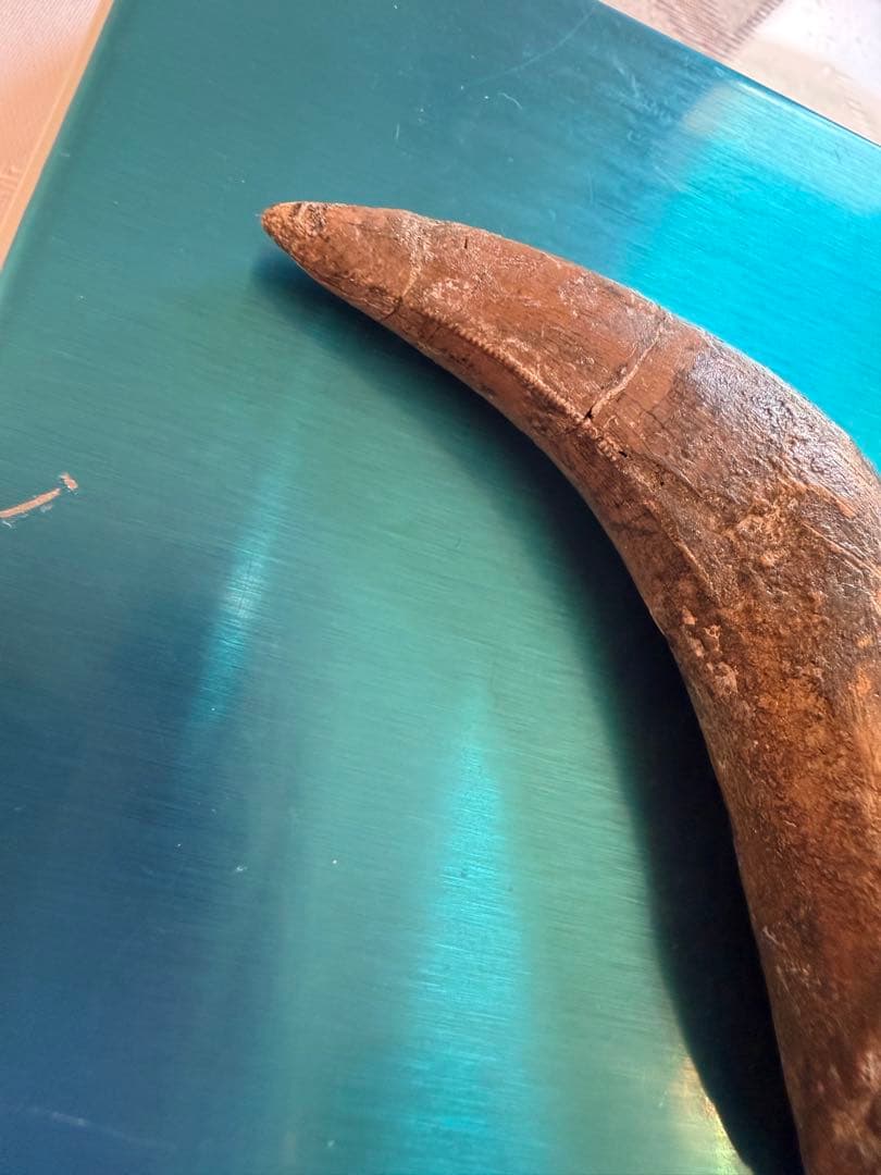 Tyrannosaurus ティラノサウルス　歯　化石　歯根　約8cm