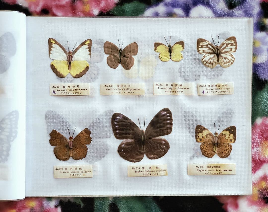 【1960年代当時物】☆蝶類標本☆『台湾産蝴蝶1/2』☆本物の蝶を100頭収録☆