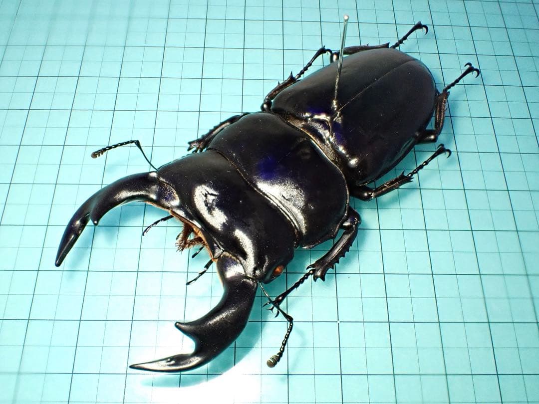 【標本】アンタエウスオオクワガタ　インド産　88.3ミリ　飼育品