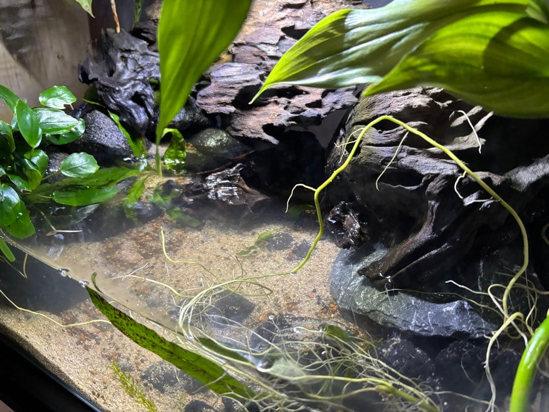 水の滴る45センチ水槽イモリウム