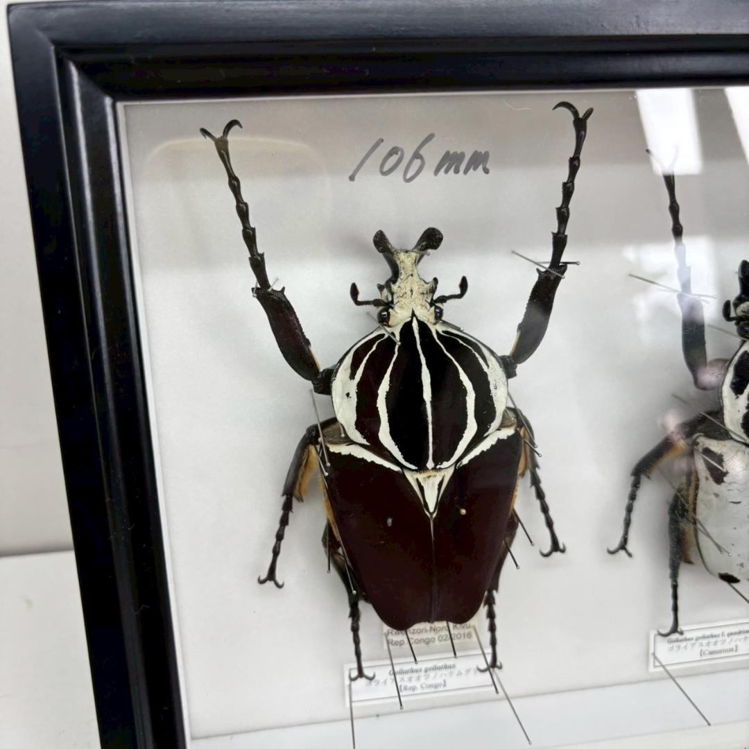 M◆ゴライアスオオツノハナムグリ　2頭　昆虫標本