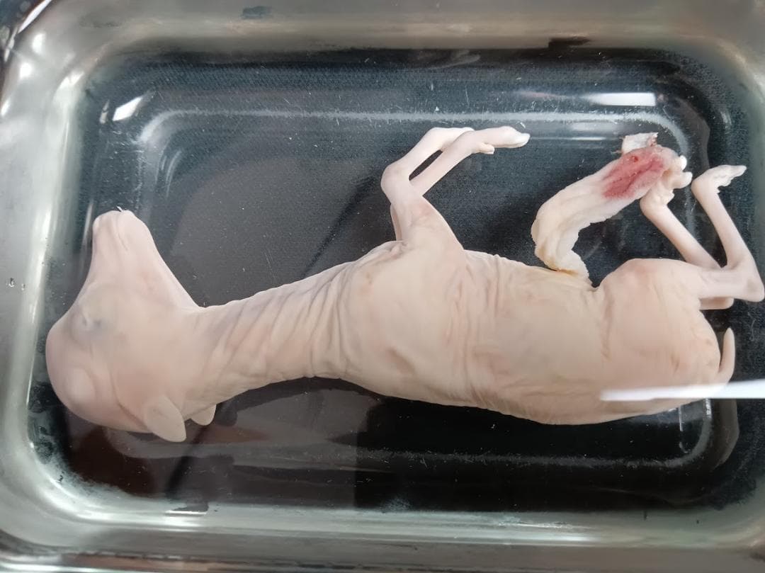 【学術標本】種名ニホンジカ　胎児（♂）　エタノール浸漬標本　頭胴長約１２０ｍｍ