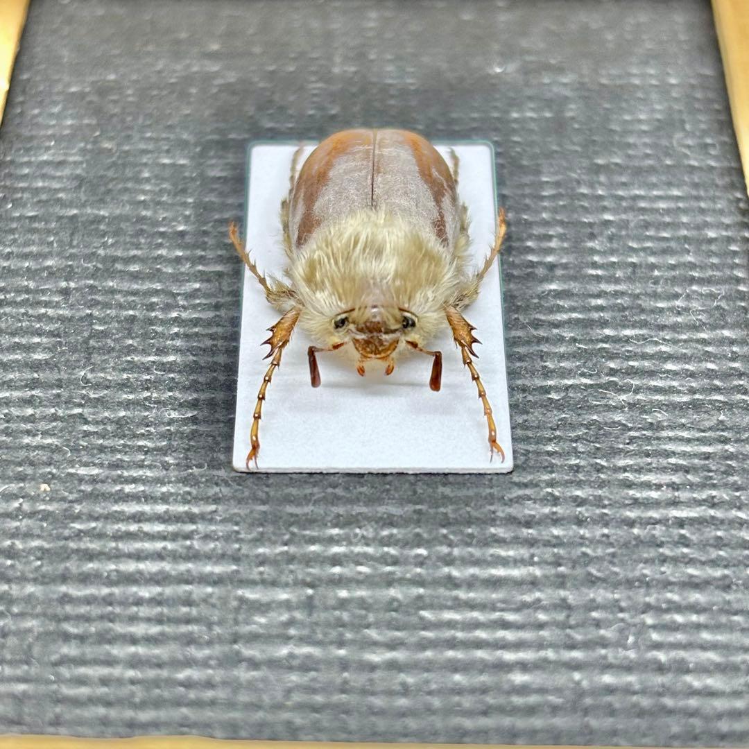 モフモフの立て髪のゴリラコガネ④【標本】