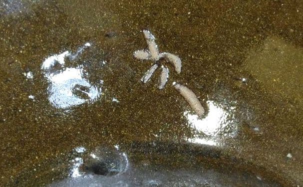 人間国宝 金城次郎 魚紋皿 栞 共箱 美品 壺屋焼 壷屋焼 やちむん
