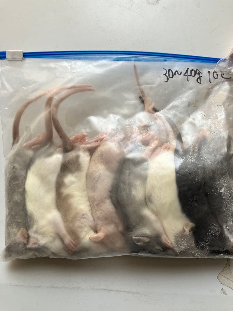 冷凍ラット30g〜40g 40匹セット！