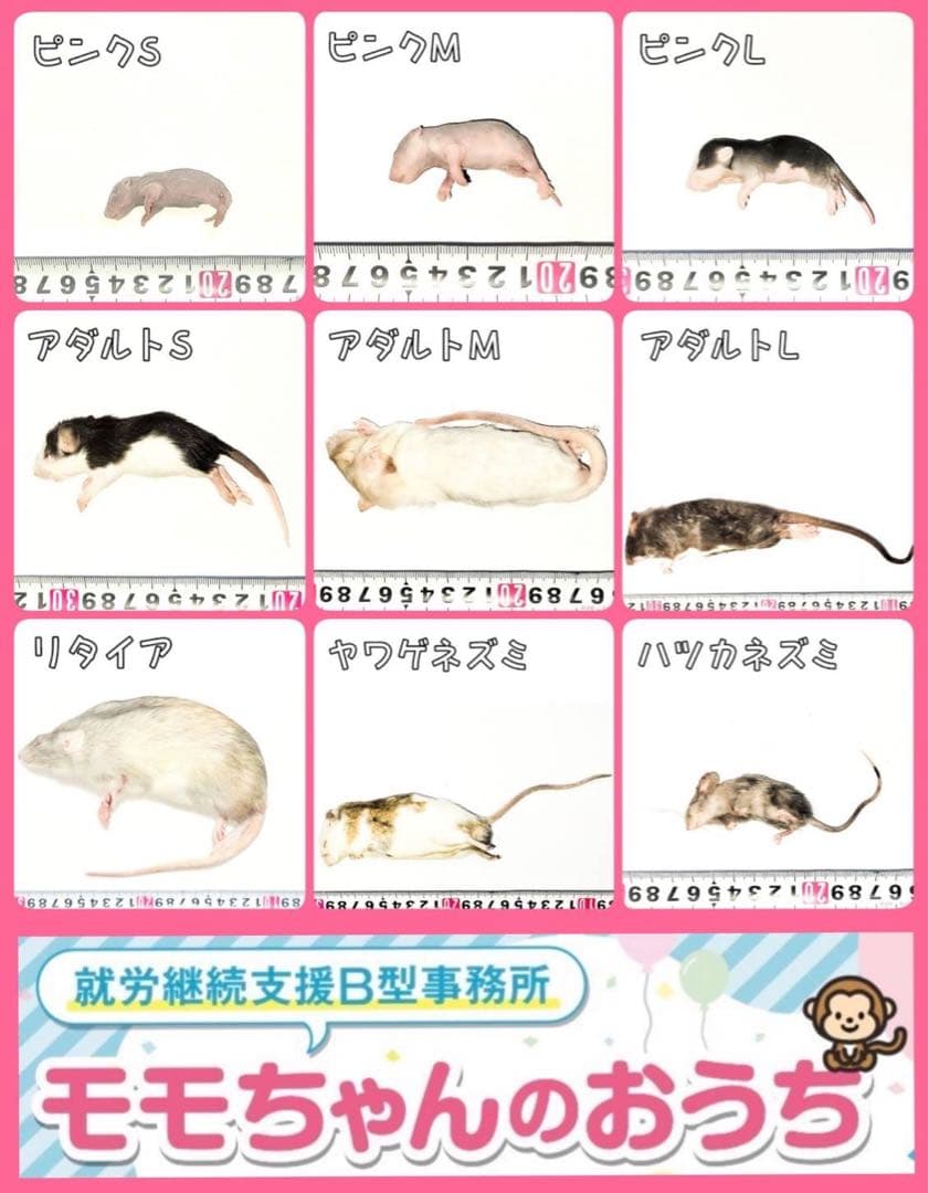 冷凍ラット30g〜40g 40匹セット！