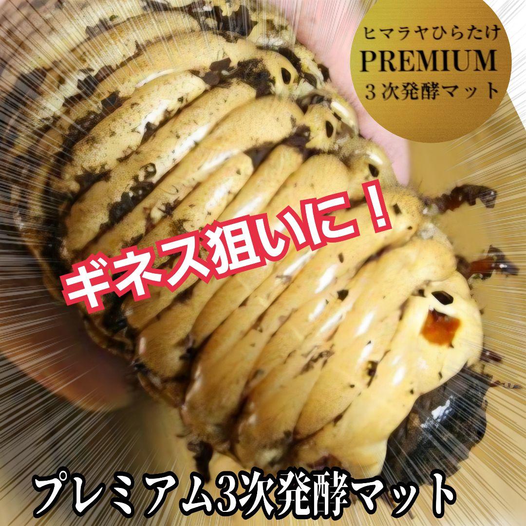 カブトムシ幼虫が巨大化！プレミアム3次発酵マット【70リットル】産卵にも抜群！