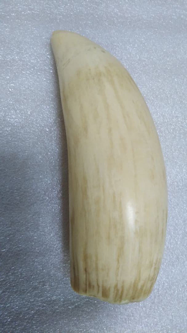 (値下げ)鯨歯　工芸素材　美品オブジェ