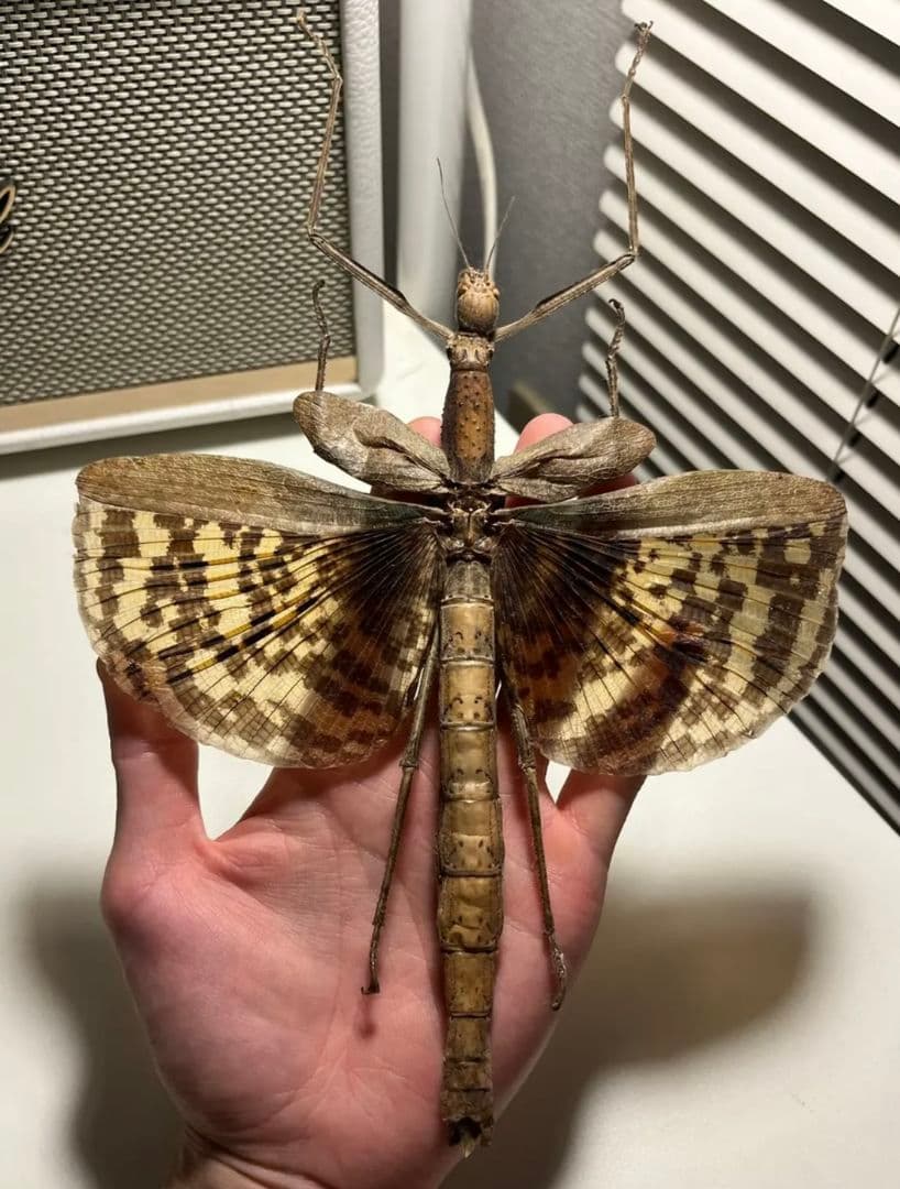 【200mm】ギガスオオトビナナフシの昆虫標本 コノハムシカマキリマンテ