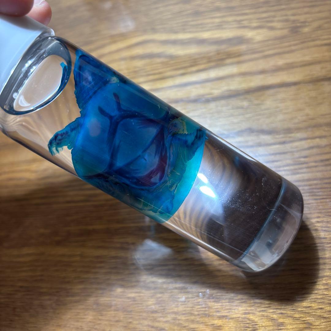 水中生物標本 プラスチック容器 ニホンスッポン　ネイチャーテクニカラー