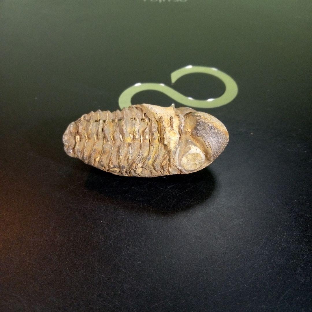 三葉虫　化石　fossil　ボリビア　trilobite　三葉虫綱　三葉虫管理⑧