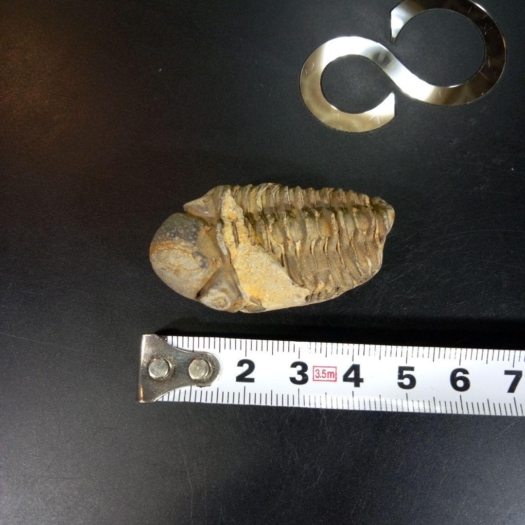 三葉虫　化石　fossil　ボリビア　trilobite　三葉虫綱　三葉虫管理⑧