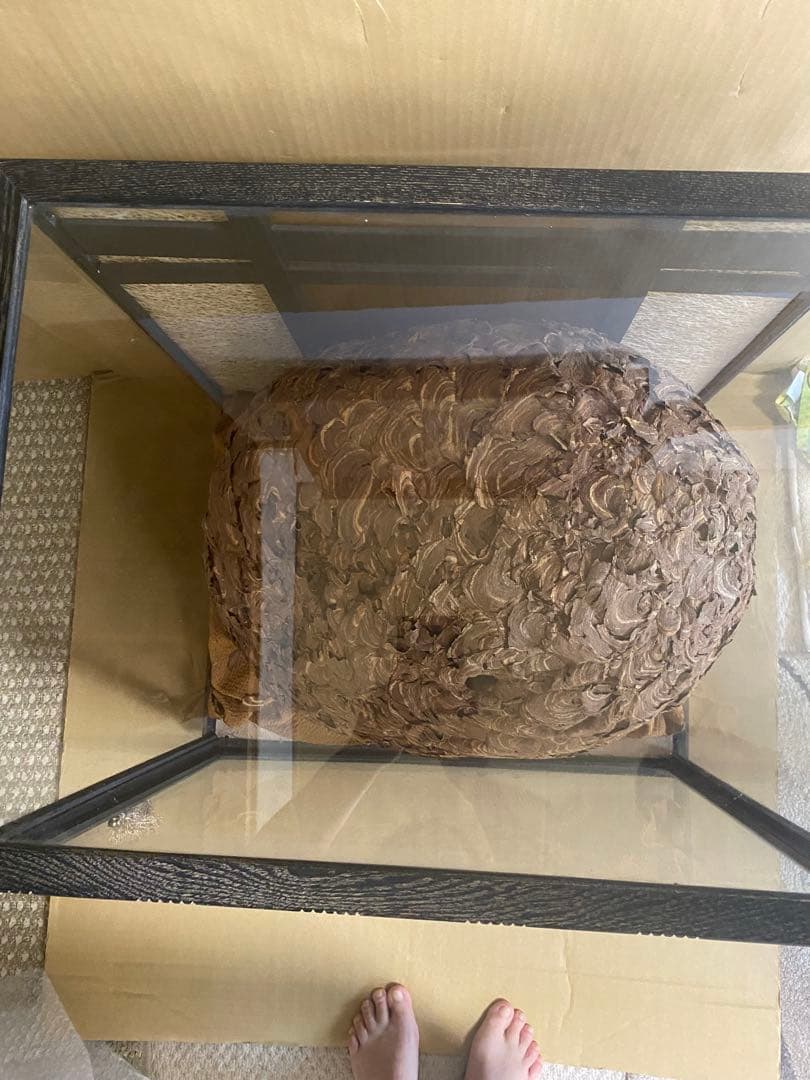 雀蜂の巣 スズメバチ ガラスケース　ハチの巣 オルゴール付きの木箱