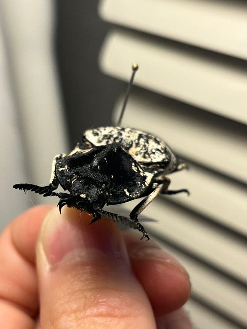 【特大極美】Lycus sp.コメツキムシ 52mmコガネムシゾウムシ昆虫標本