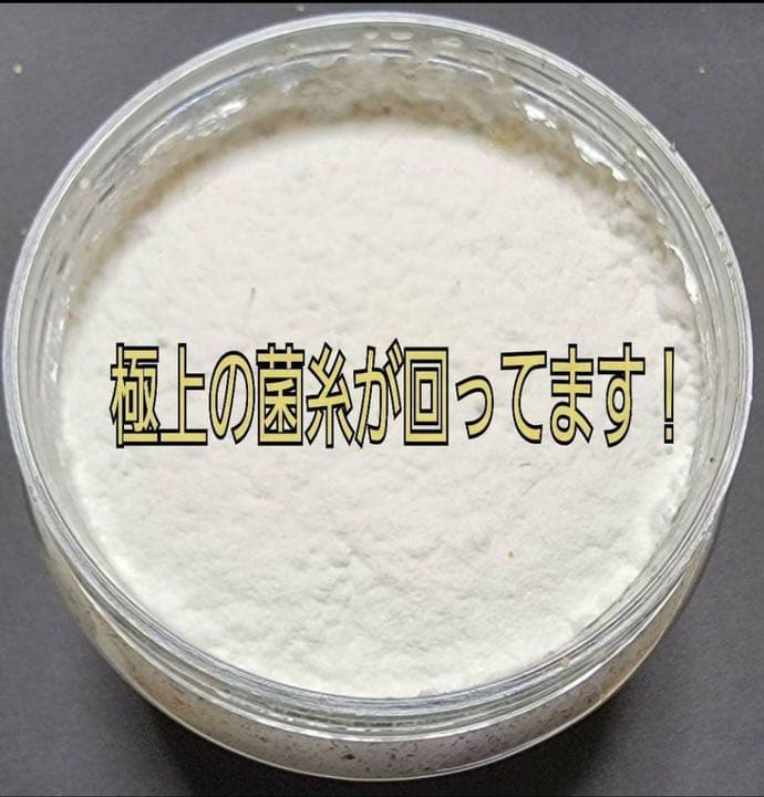 極上！黒アワビタケ菌糸瓶【8本】初令、2令に最適なサイズ！ニジイロクワガタに！