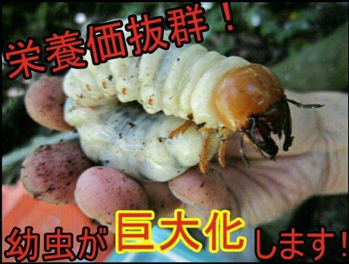 極上！黒アワビタケ菌糸瓶【8本】初令、2令に最適なサイズ！ニジイロクワガタに！