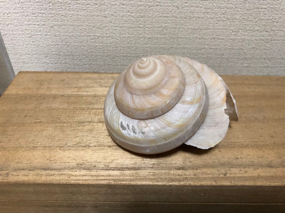 ミナミノオキナエビス